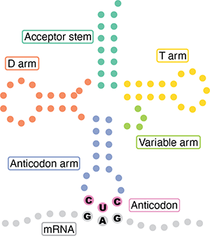 tRNA